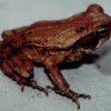 Rhinella crucifer