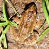 Leptodactylus natalensis
