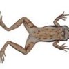 Leptodactylus ochraceus