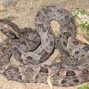 Bothrops leucurus